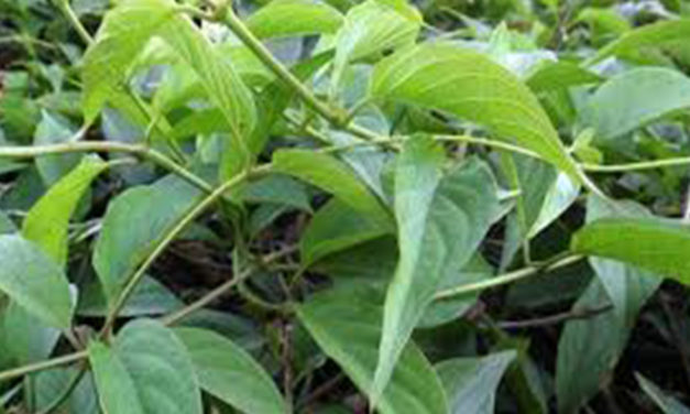 গন্ধভাদুলি পাতা; এর ভেষজ গুনাগুন