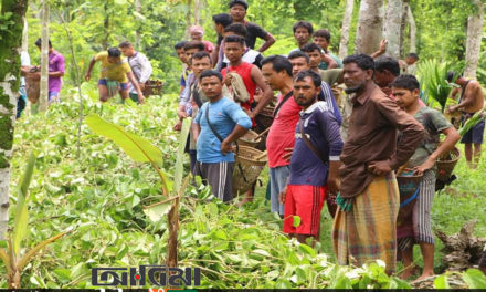 মৌলভীবাজারে খাসিয়া ও গারো পুঞ্জিতে পান জুম কেটে ফেলেছে দুর্বৃত্তরা