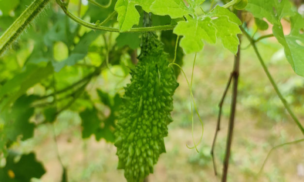 কৃষিতে মনোযোগ বাড়ছে মধুপুরের গারো যুবকদের