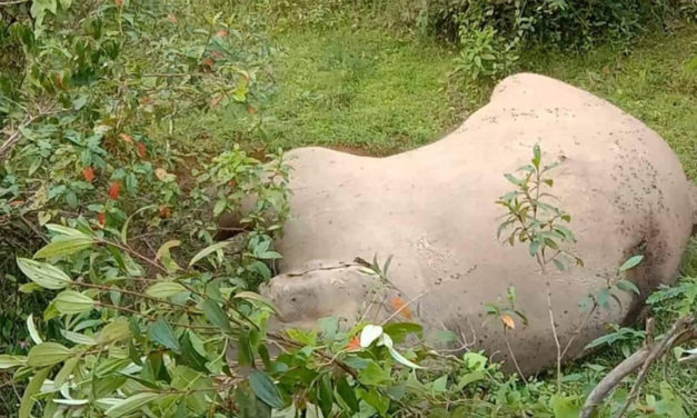 ঝিনাইগাতি গারো পাহাড়ে পাওয়া গেলো বন্যহাতির মৃতদেহ