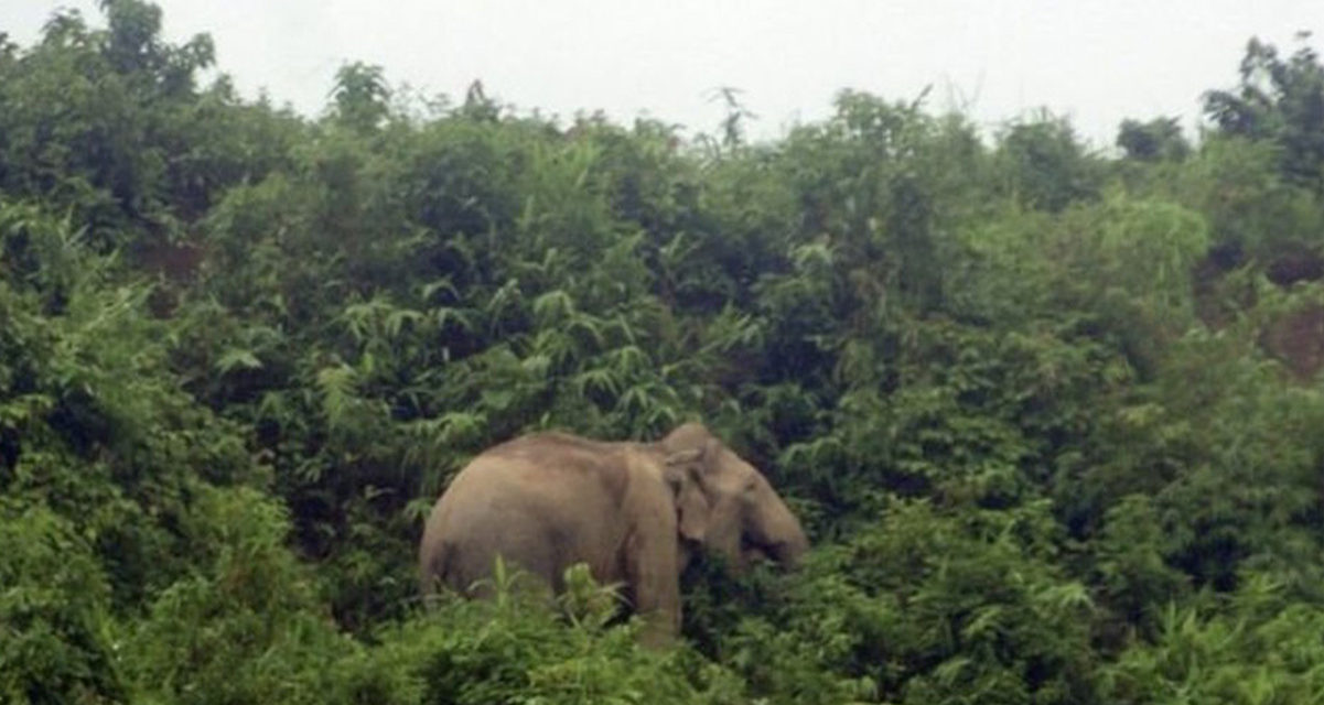 বন্য হাতির উপদ্রব থেকে বাঁচার কিছু করণীয় উপায়; আর যা করবেন না