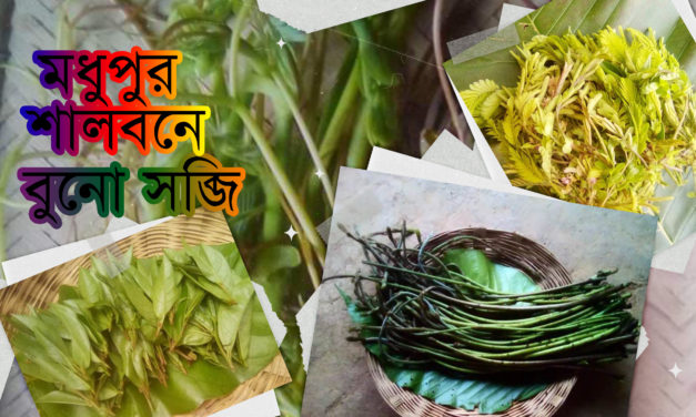 মধুপুর শালবনে এখন বুনো সব্জির মৌসুম